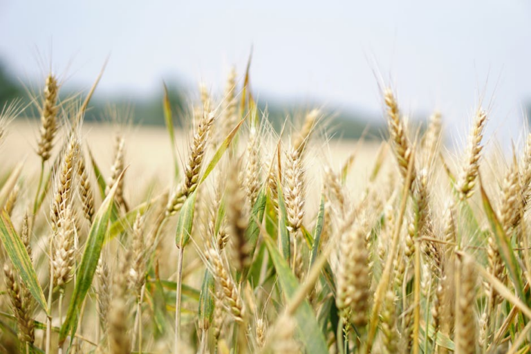 Reliable Propane Solutions for Modern Farms: The Flash Gas Agricultural Advantage